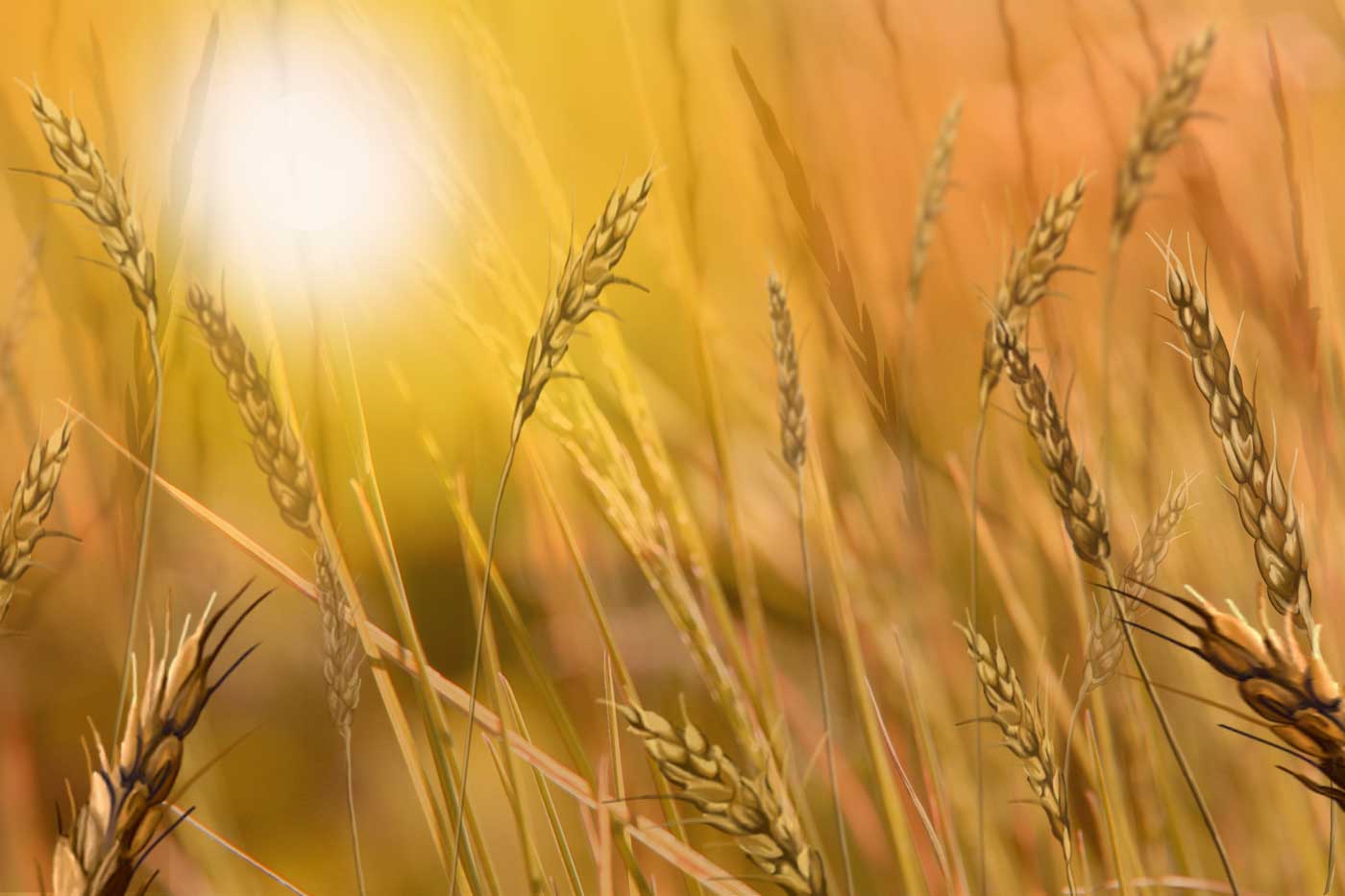 a golden harvest